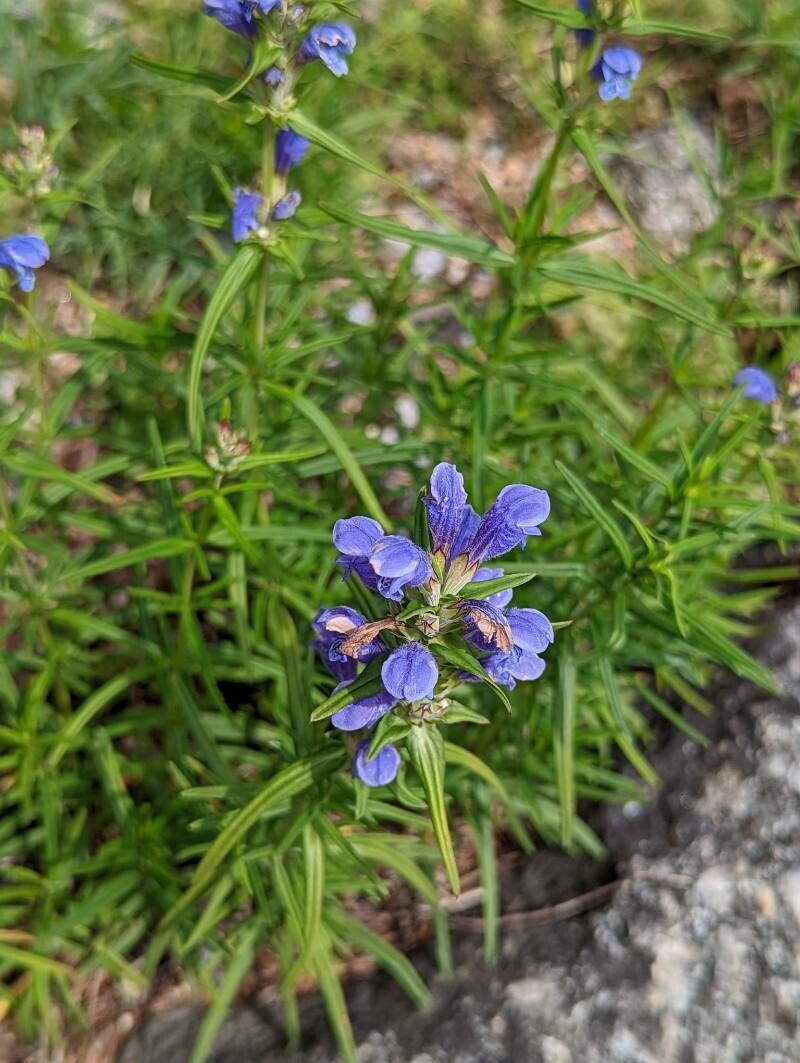Dracocephalum ruyschiana flower