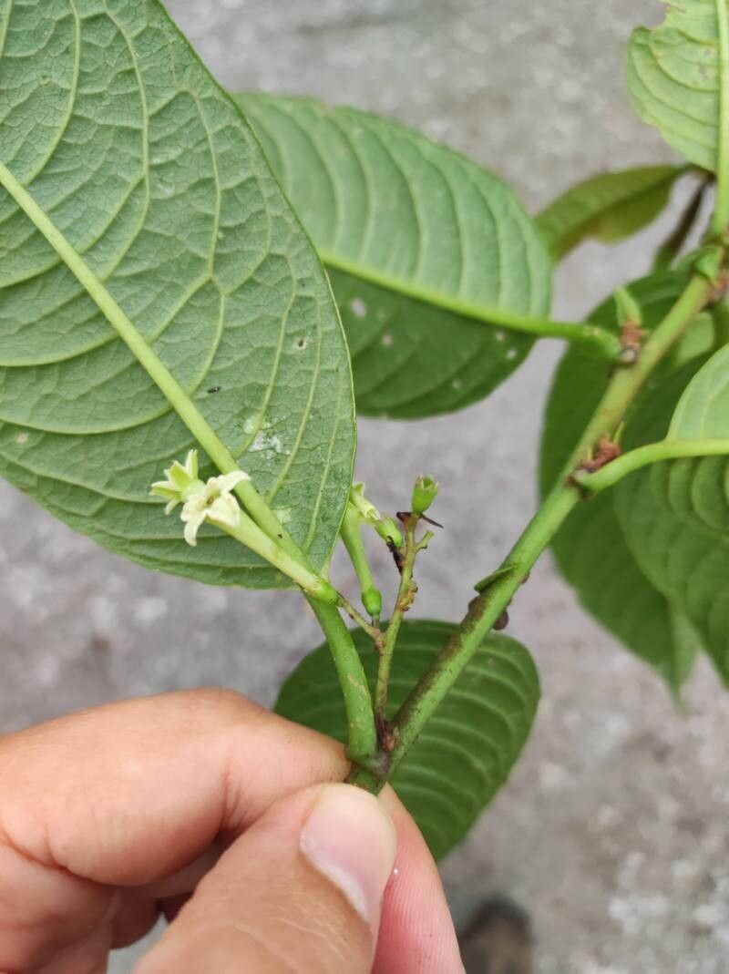 Cestrum rugulosum flower