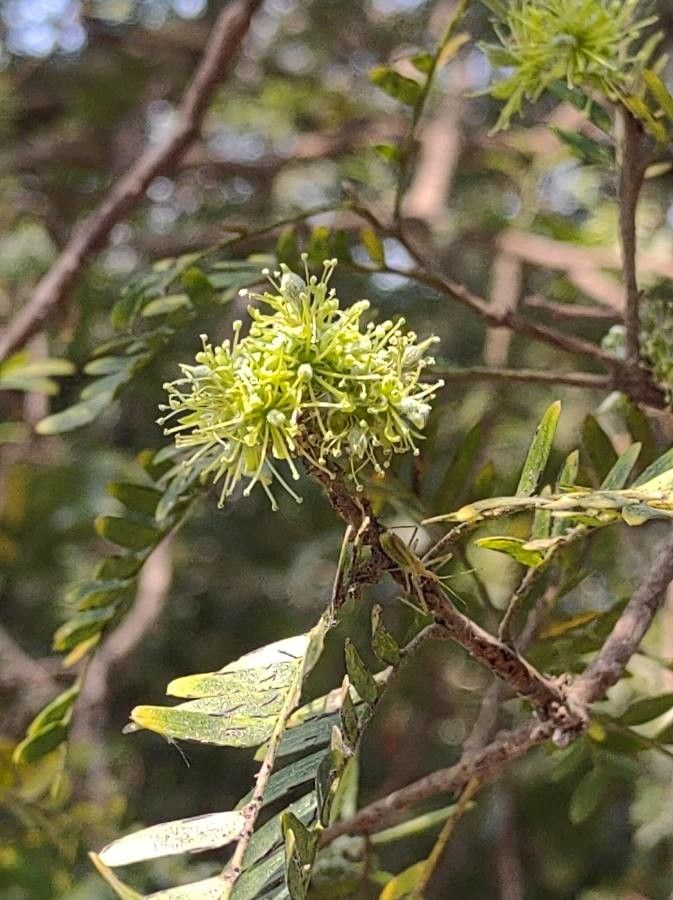Holocalyx balansae flower
