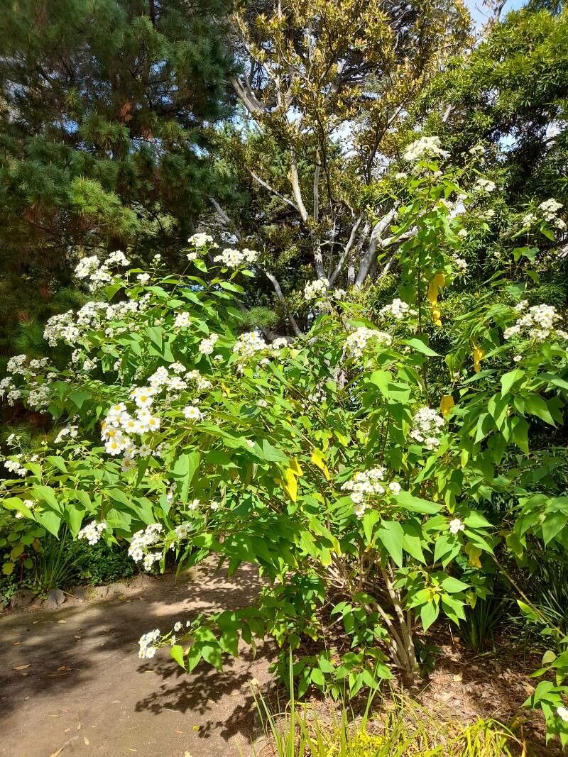 Montanoa arborescens habit