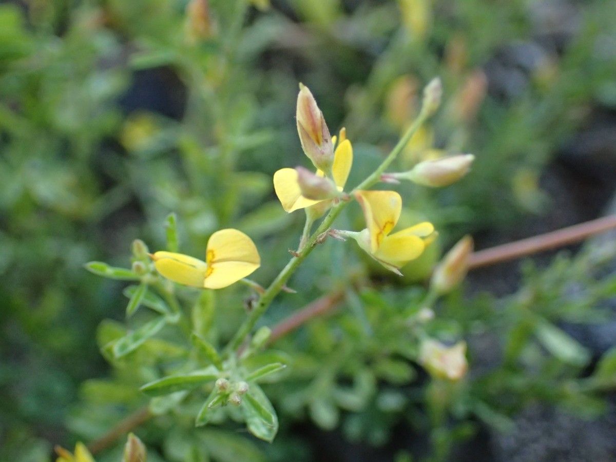 Crotalaria hyssopifolia flower