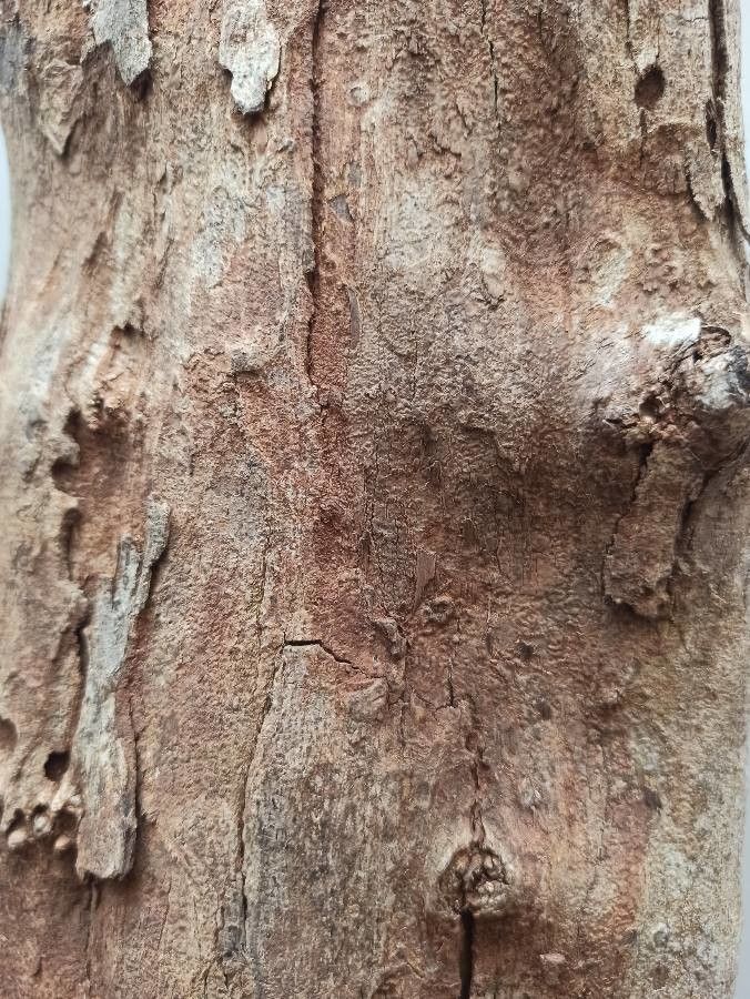 Dalbergia melanoxylon bark