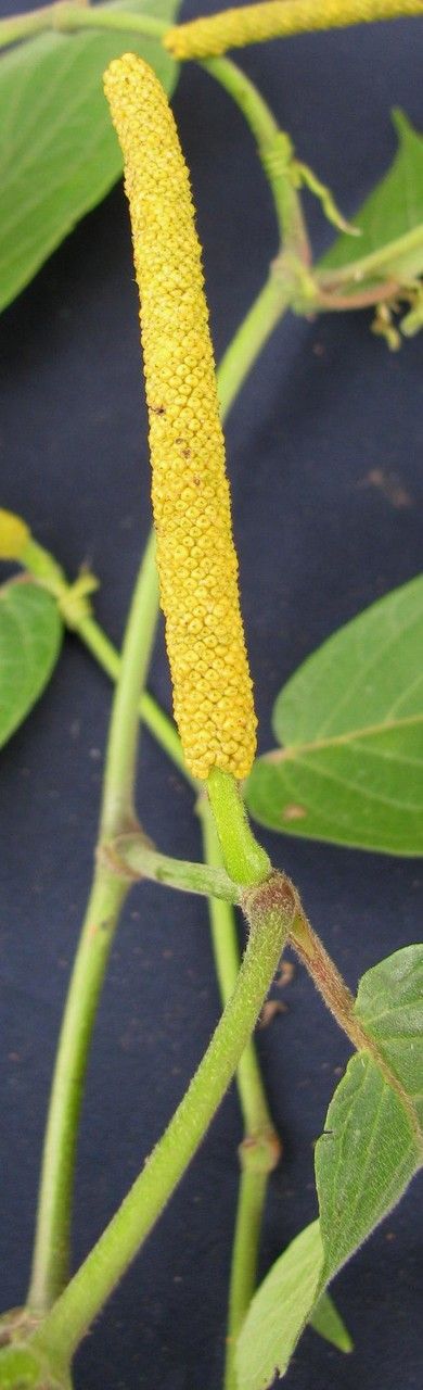 Piper pseudofuligineum — houseplant care guide