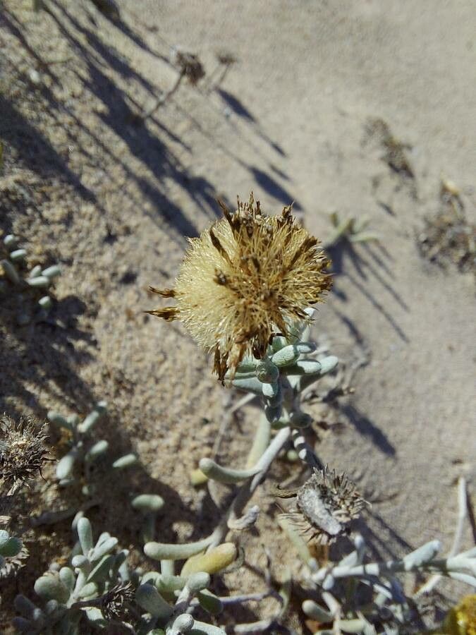 Pulicaria burchardii fruit