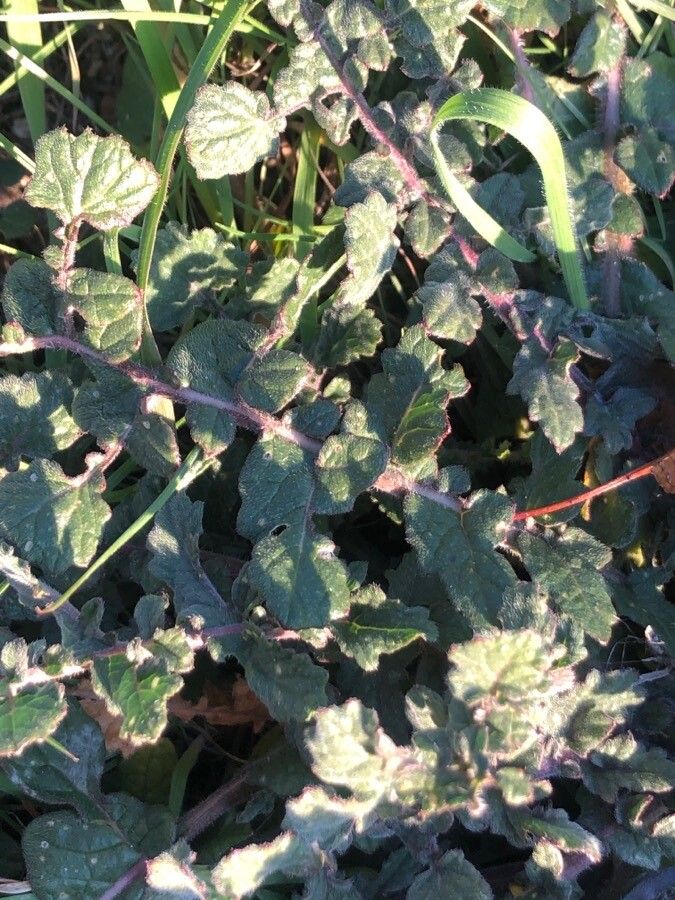 Hirschfeldia incana leaf