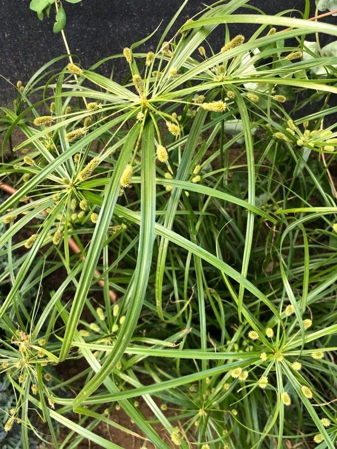 Cyperus luzulae — search result for 'Cyperus'