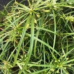 Cyperus luzulae