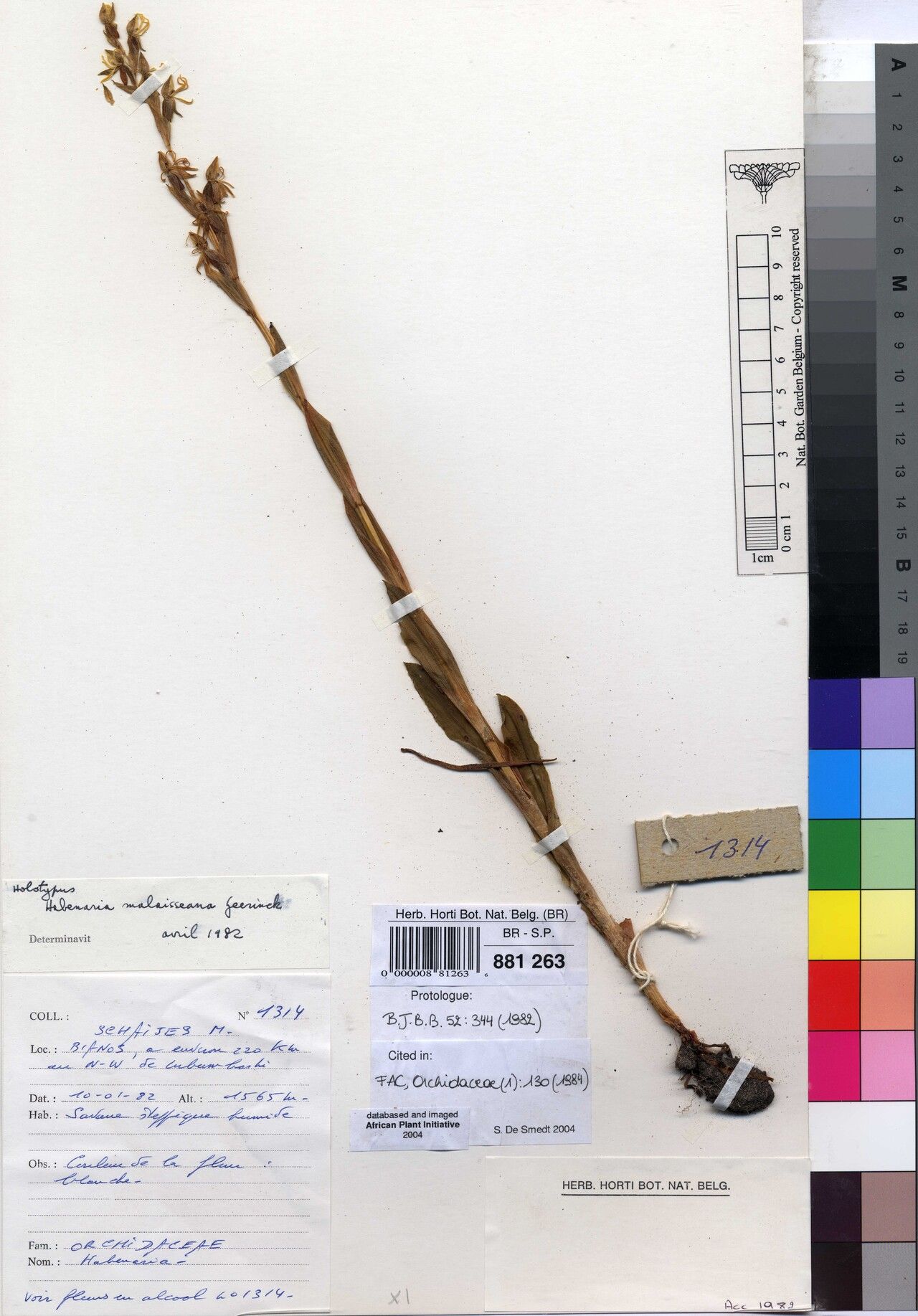 Habenaria malaisseana — houseplant care guide