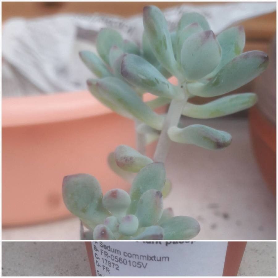 Sedum commixtum — houseplant care guide