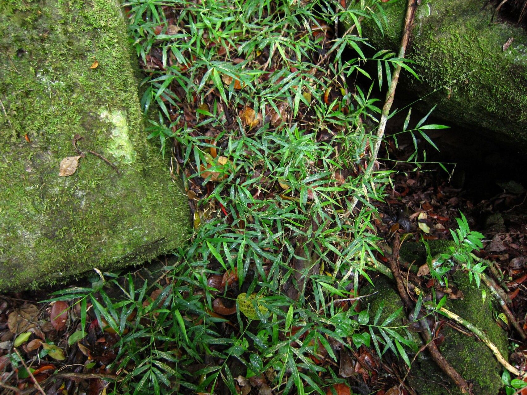 Oplismenus flavicomus — related species from the same genus