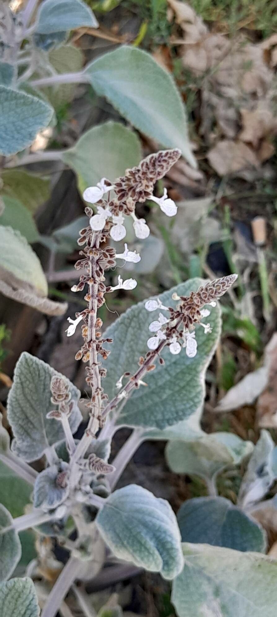 Coleus argentatus flower