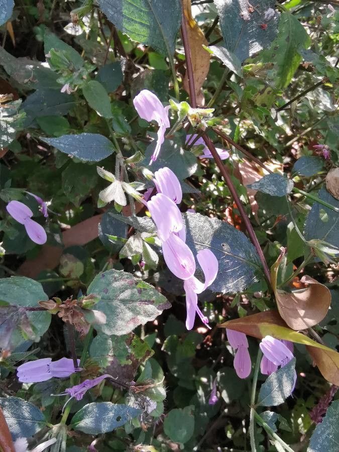 Hypoestes triflora — houseplant care guide