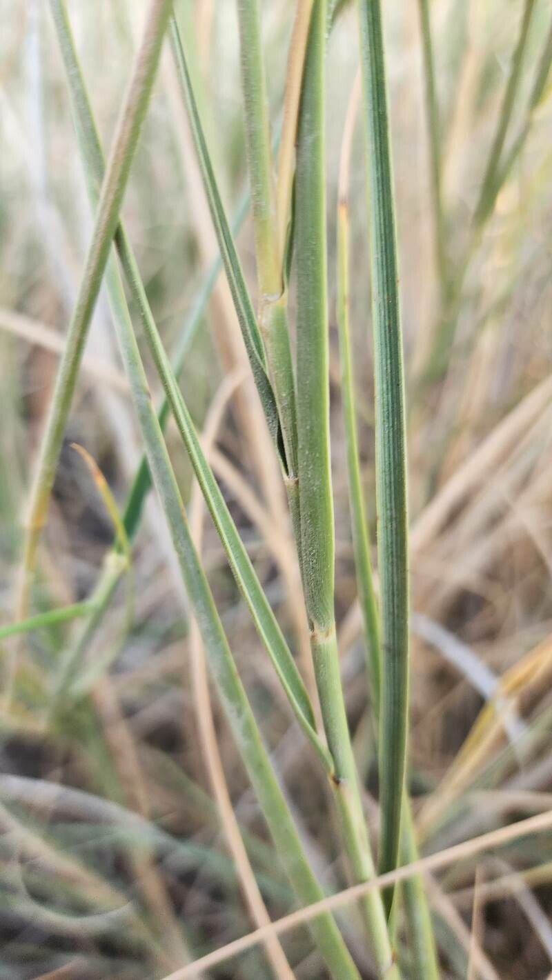 Thinopyrum gentryi bark