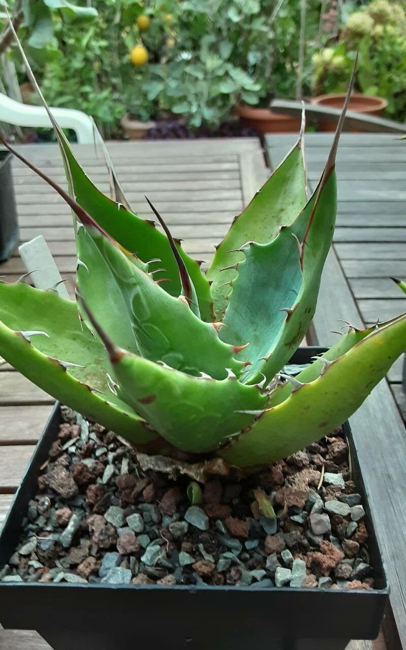 Agave potatorum bark