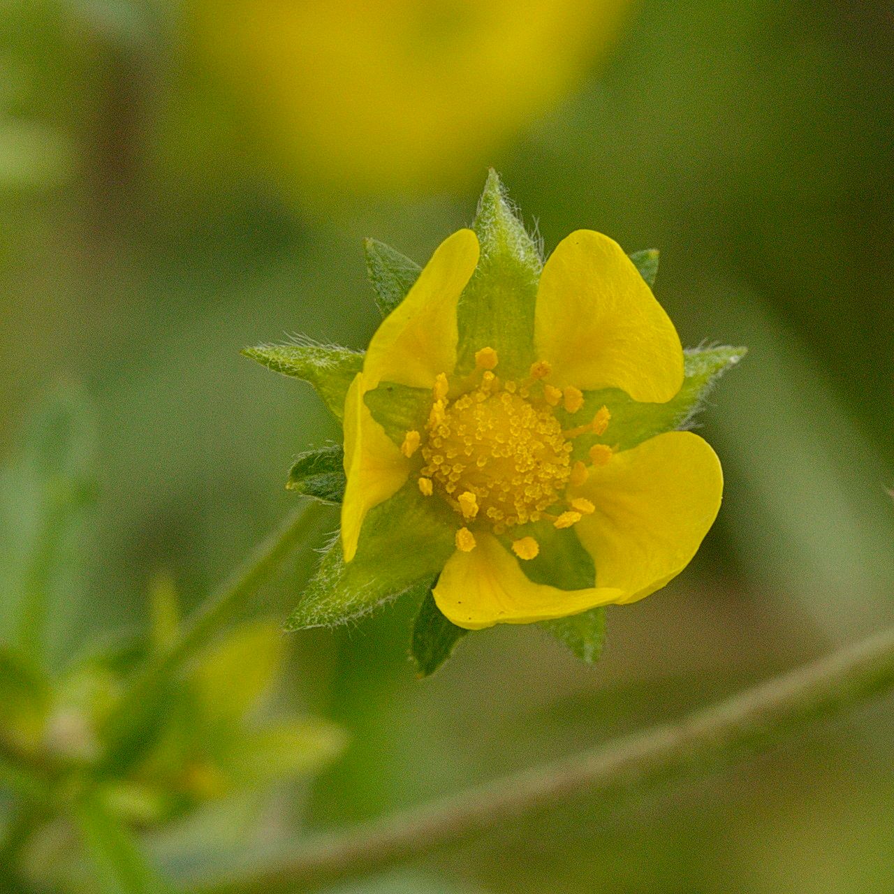 Potentilla intermedia flower