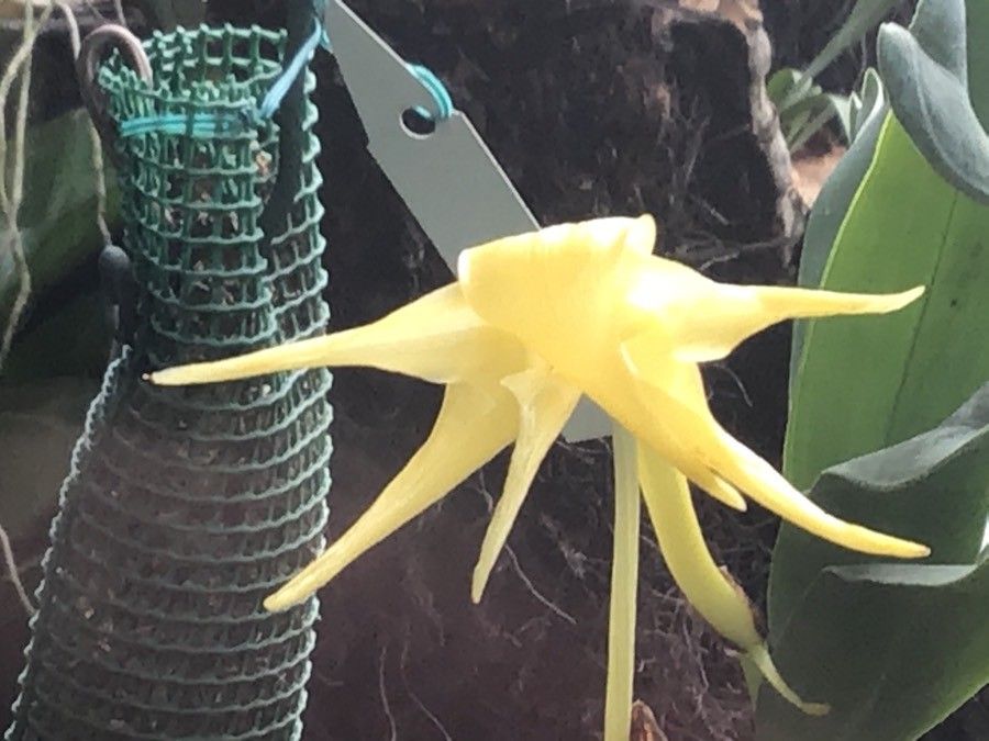 Angraecum sesquipedale flower