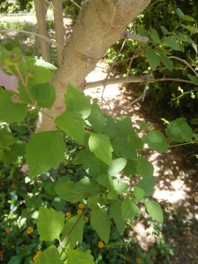 Karomia speciosa — search result for 'Eswatini'