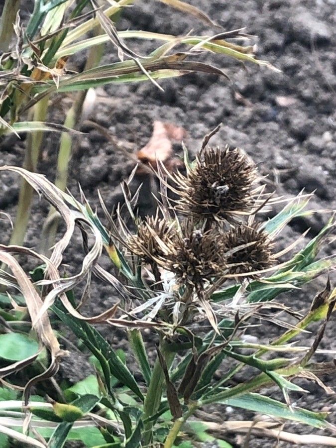 Eryngium amethystinum flower