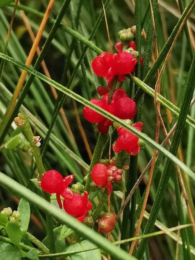 Einadia nutans flower