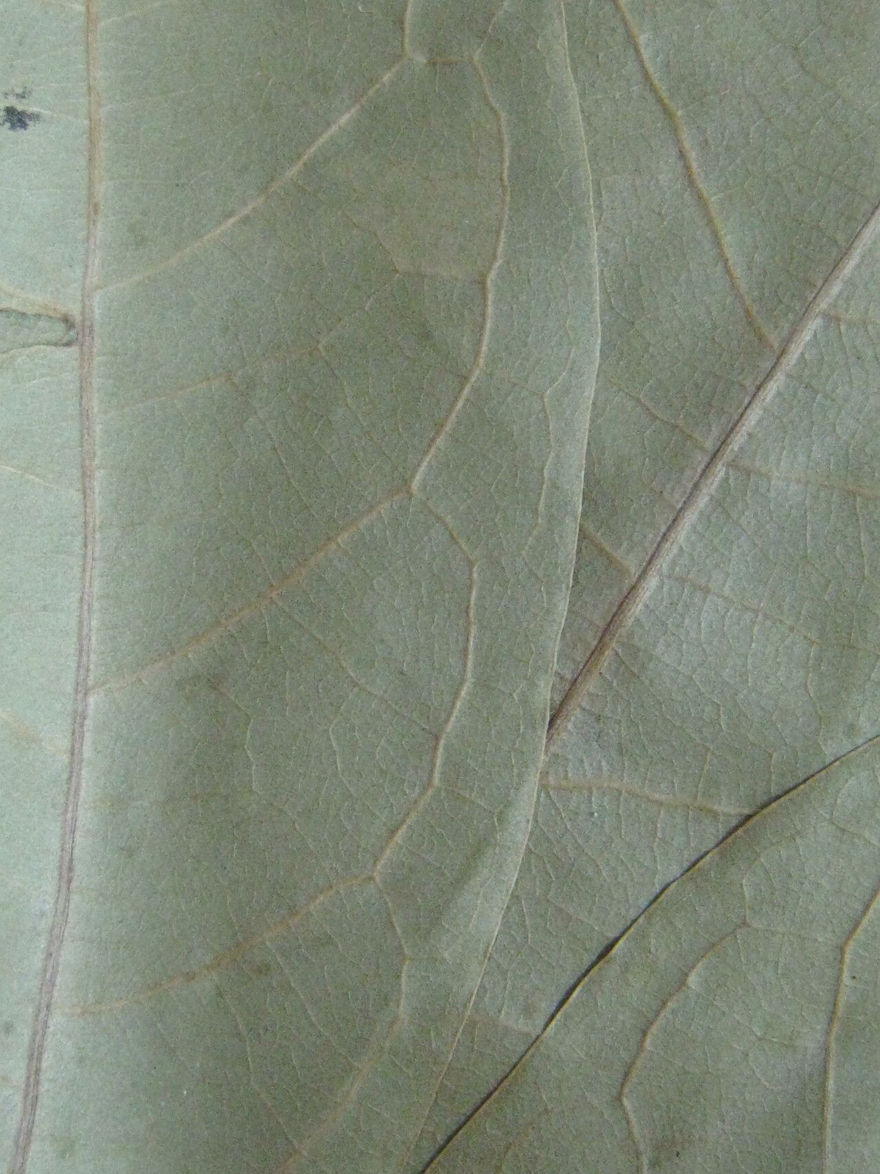 Aniba kappleri other