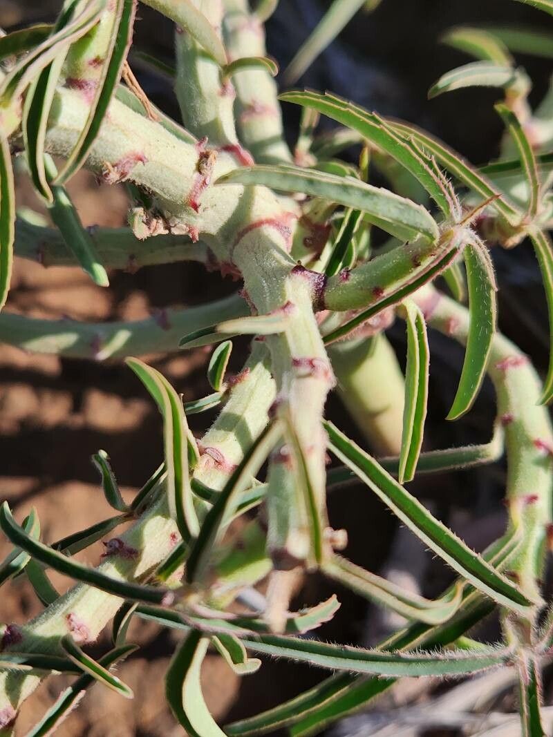 Euphorbia crotonoides bark