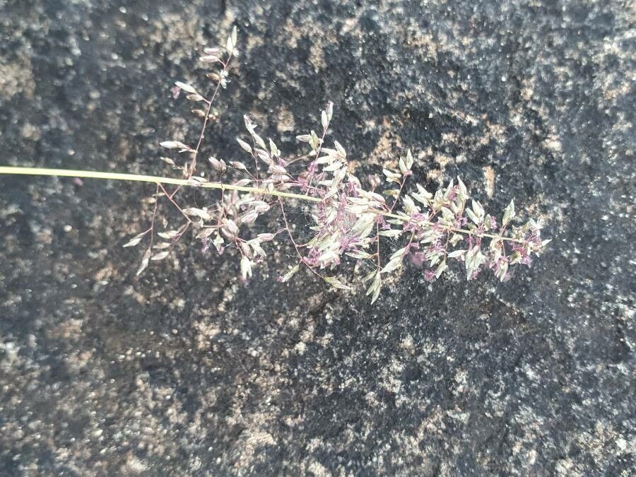 Sporobolus stapfianus flower