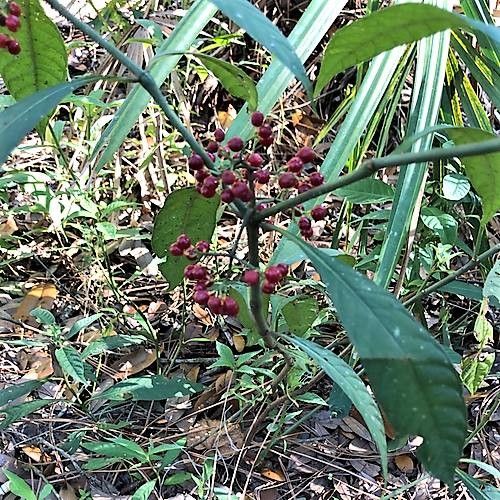 Psychotria nervosa leaf