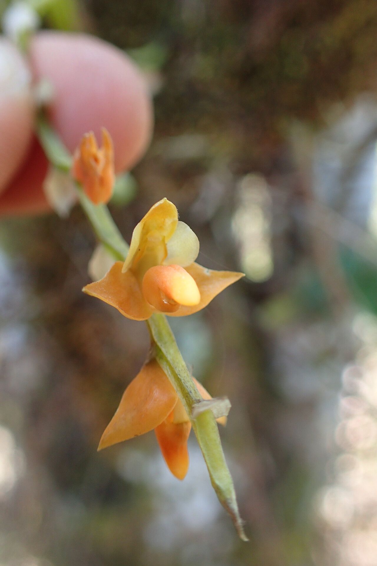 Bulbophyllum scariosum — houseplant care guide