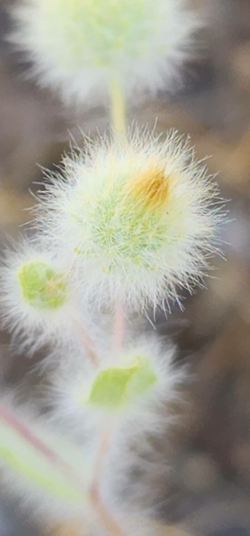 Pentanema divaricatum flower