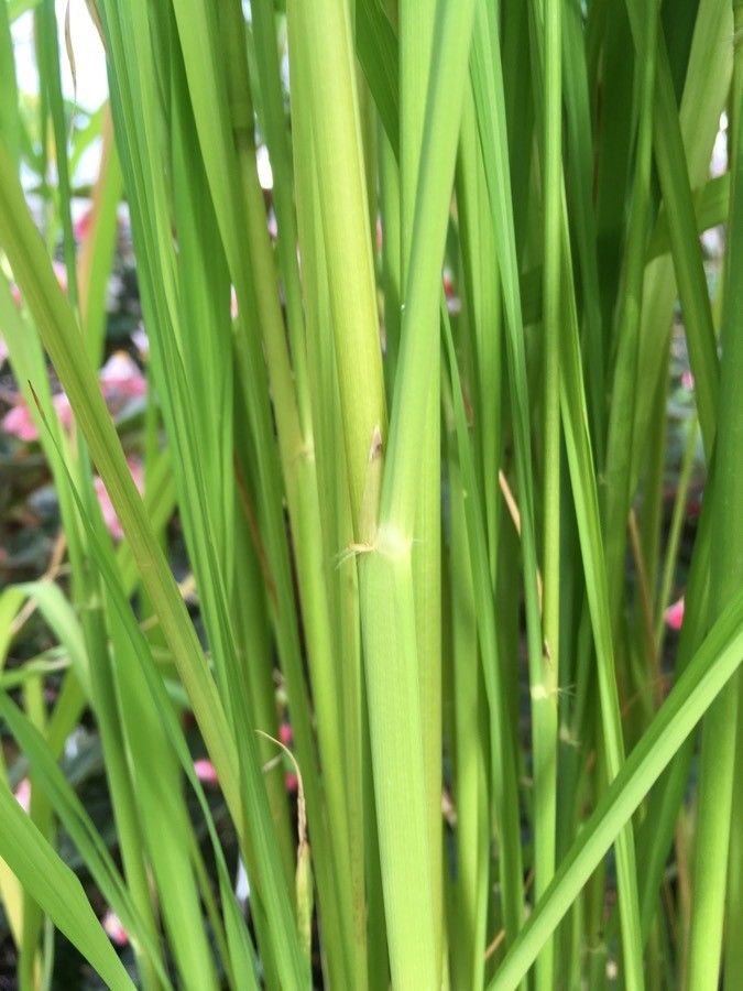 Oryza glaberrima leaf