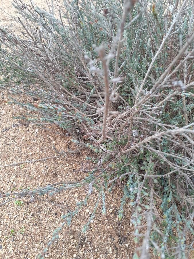 Verticordia pennigera — houseplant care guide