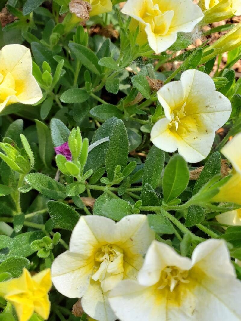 Petunia hybrida leaf