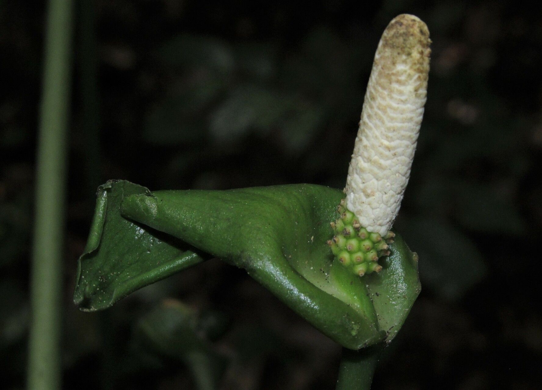 Nephthytis poissonii flower