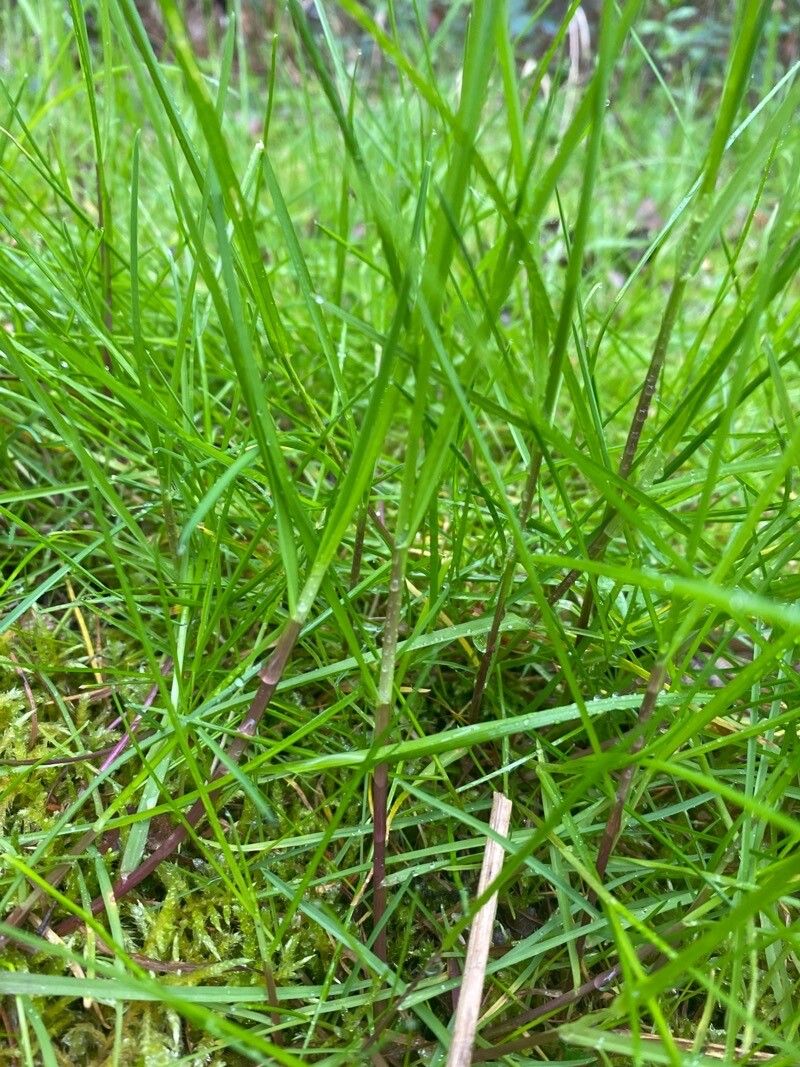 Hemarthria altissima leaf