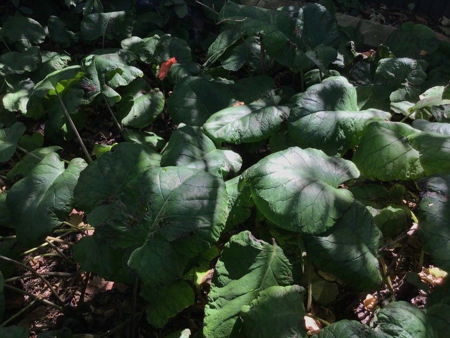 Trachystemon orientalis — search result for 'Boraginaceae'