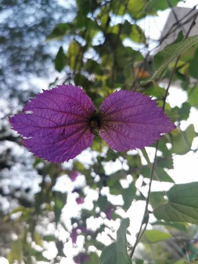 Dalechampia aristolochiifolia — related species from the same genus