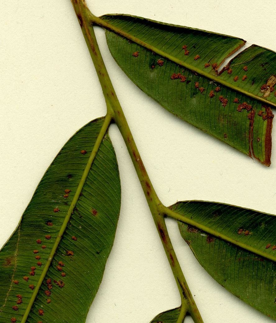 Metaxya rostrata other