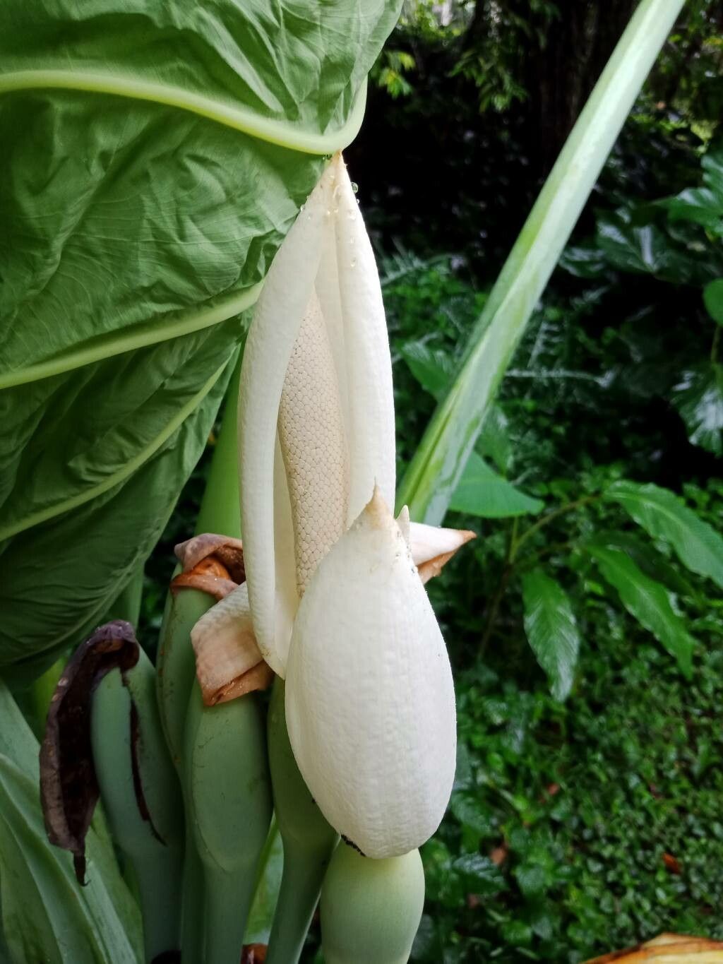 Leucocasia gigantea flower