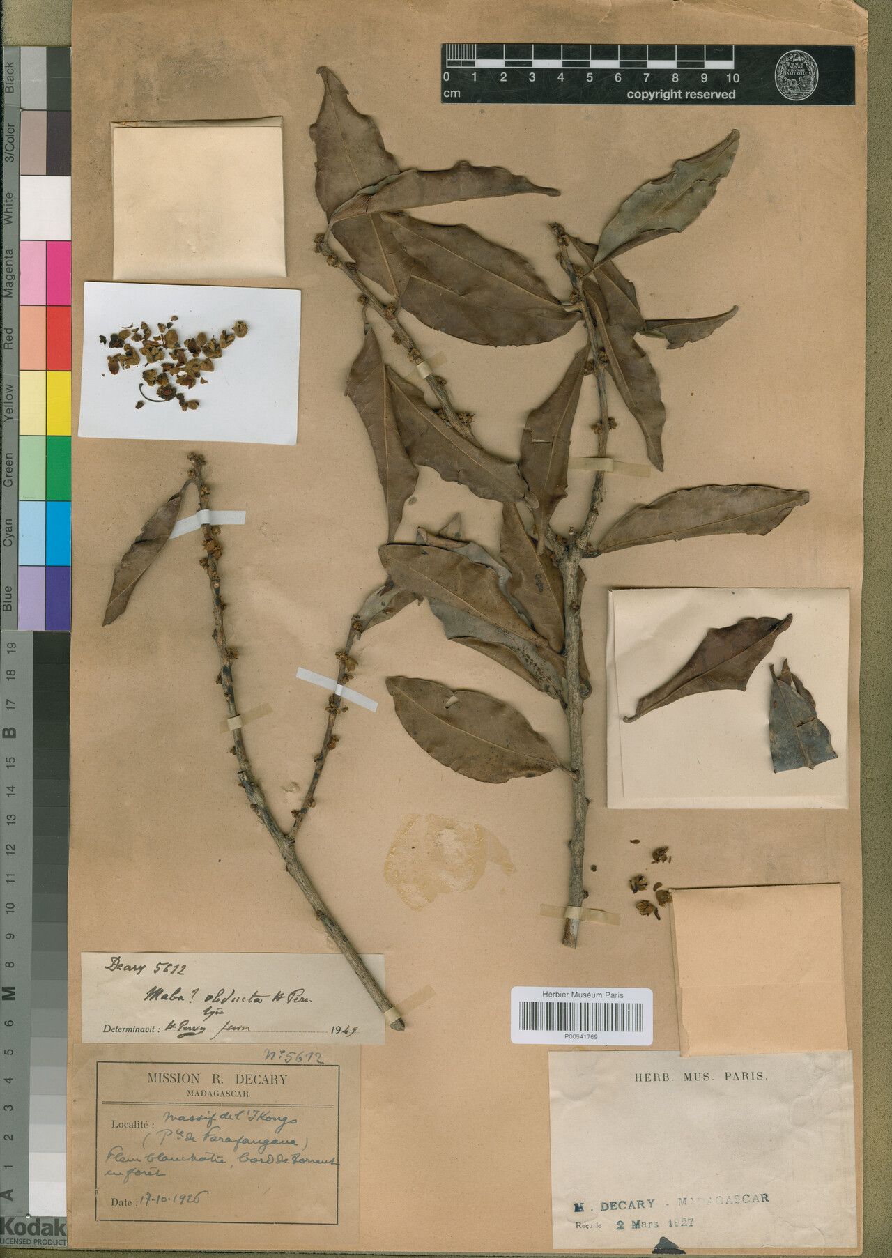 Diospyros obducta — houseplant care guide