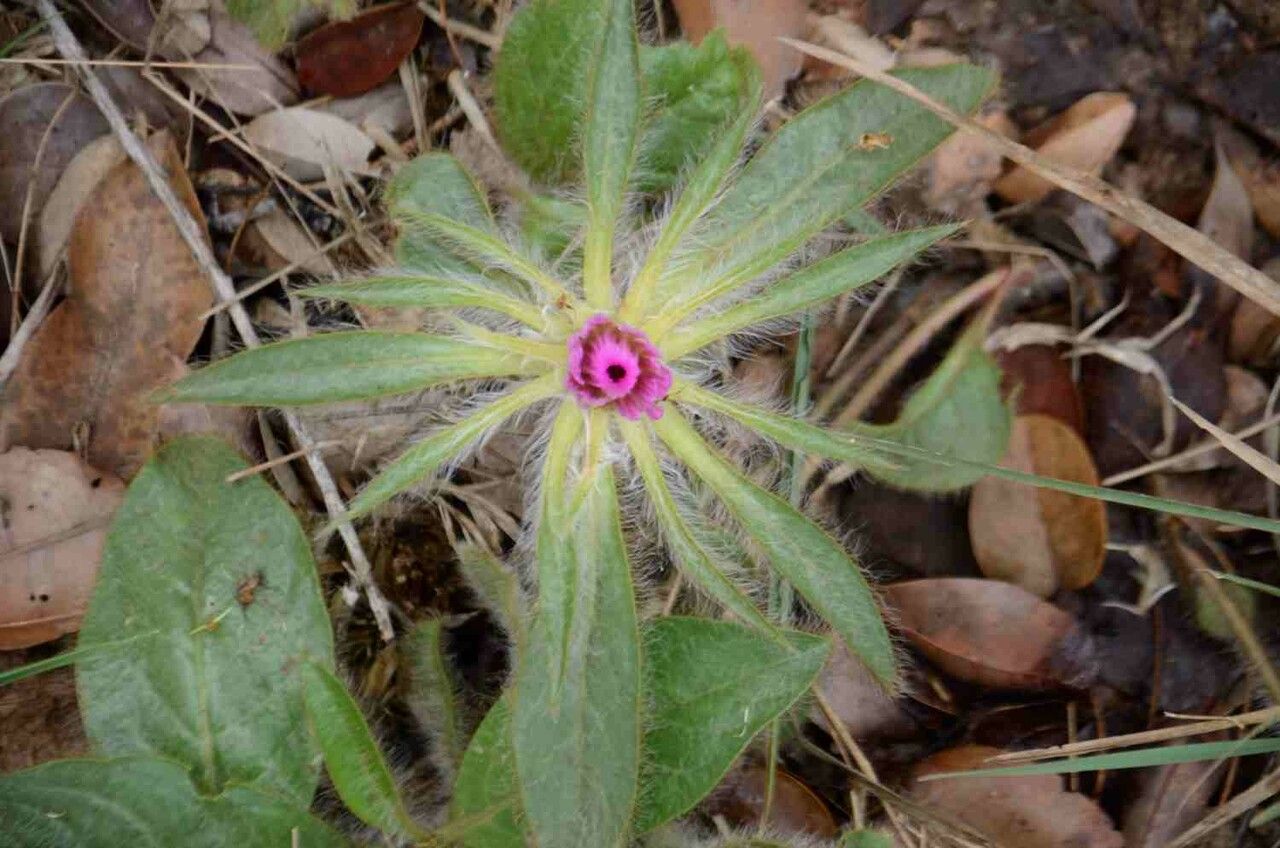 Gomphrena macrocephala flower