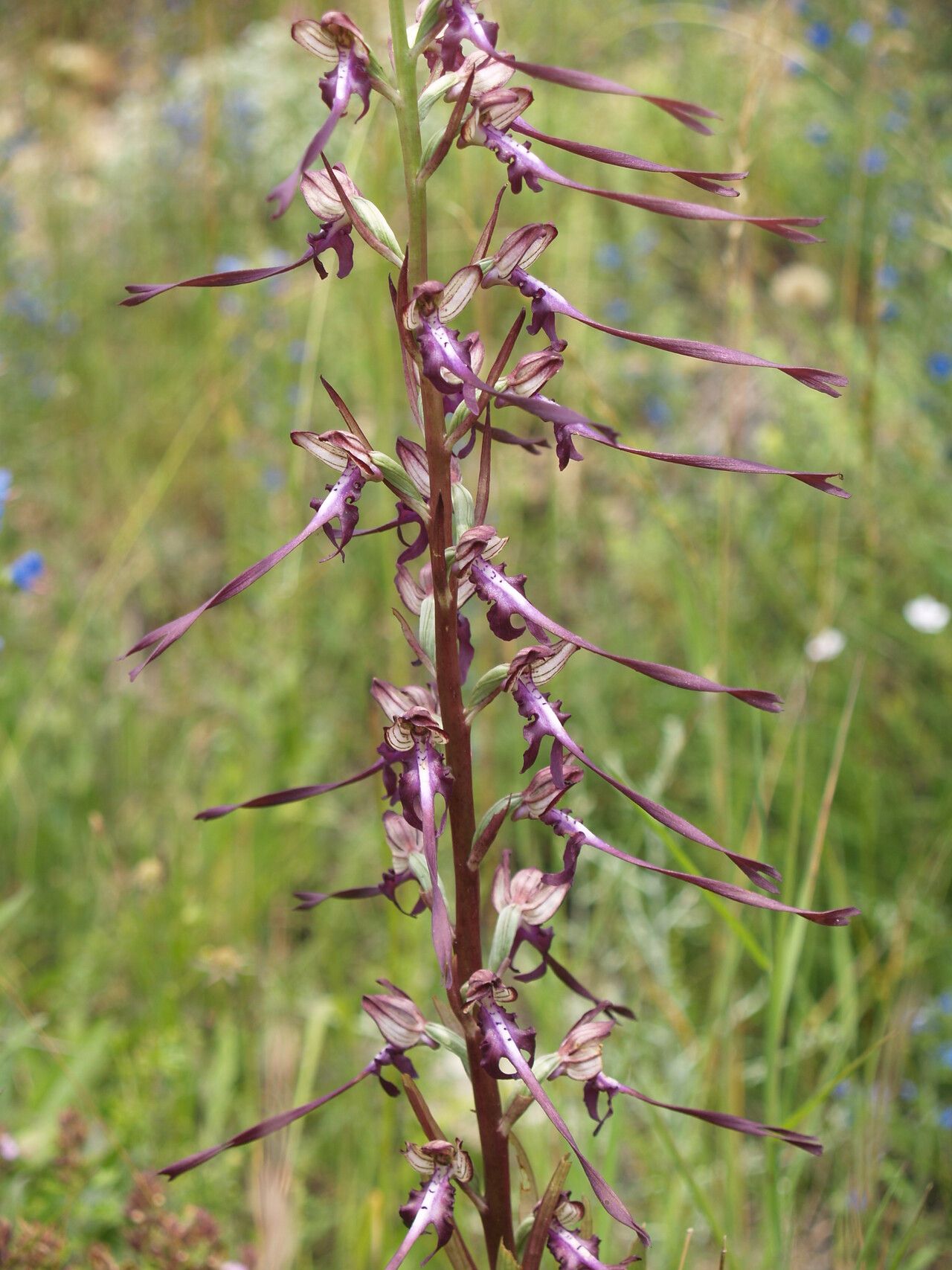 Himantoglossum calcaratum flower