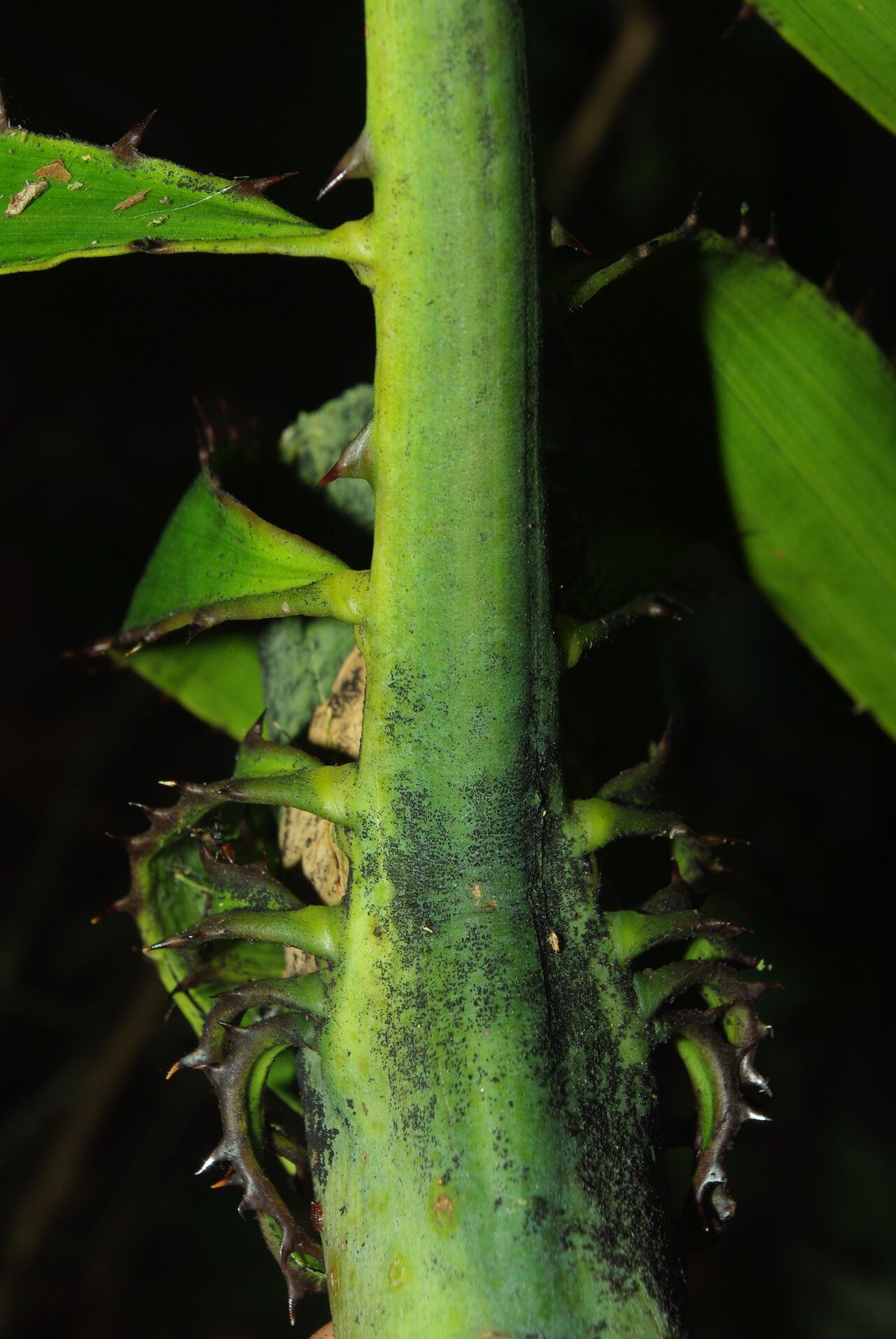 Eremospatha barendii bark