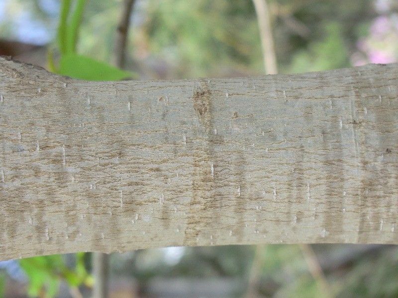 Michelia champaca bark