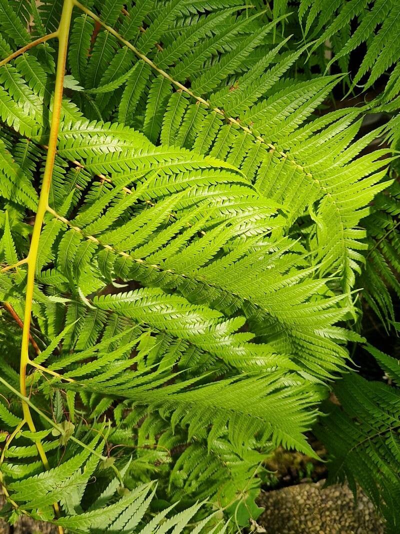 Cibotium regale leaf