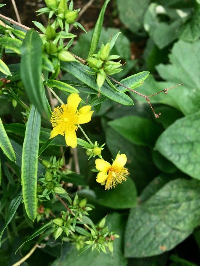 Hypericum prolificum flower