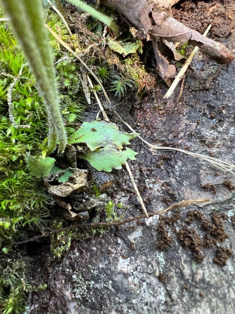 Micranthes nivalis — search result for 'Poland'