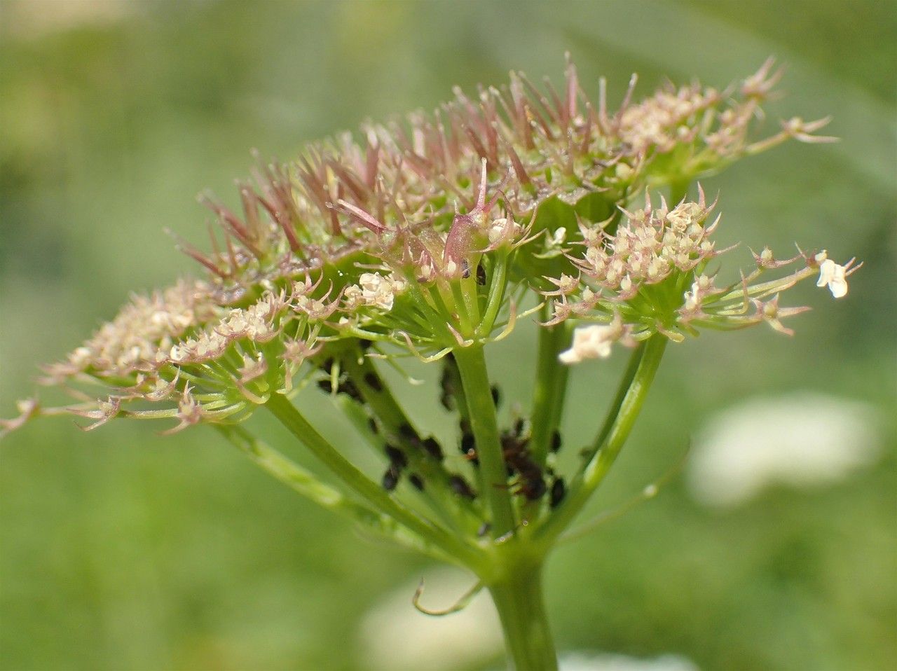 Oenanthe pimpinelloides fruit