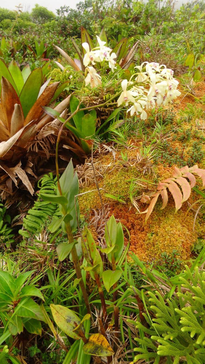 Epidendrum patens habit