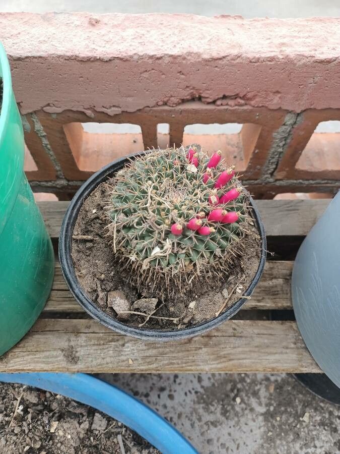 Mammillaria uncinata fruit