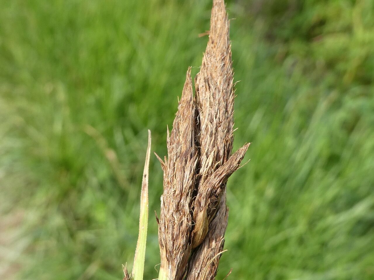 Carex riparia flower